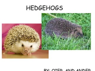 HEDGEHOGS BY: OIER  AND ANDER 