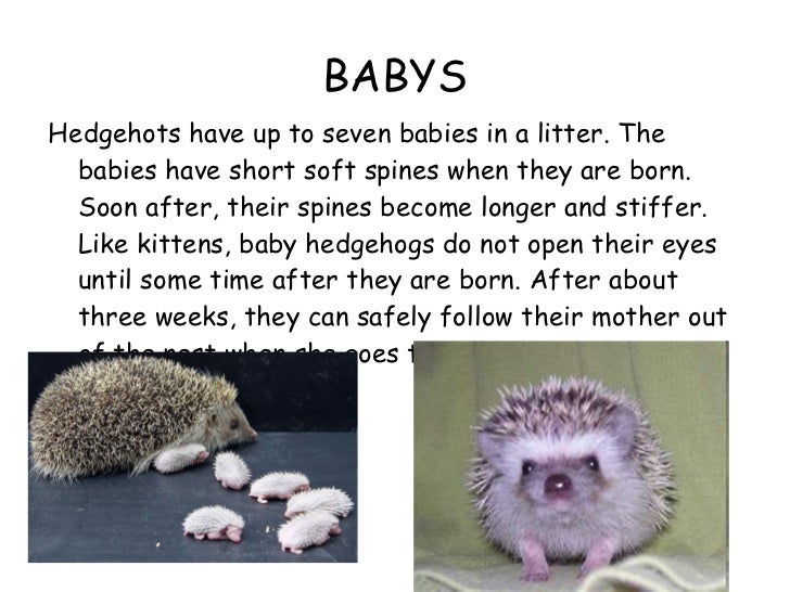 Hedgehogs