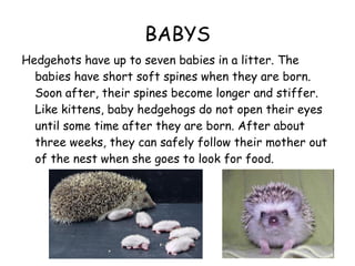 BABYS Hedgehots have up to seven babies in a litter. The babies have short soft spines when they are born. Soon after, their spines become longer and stiffer. Like kittens, baby hedgehogs do not open their eyes until some time after they are born. After about three weeks, they can safely follow their mother out of the nest when she goes to look for food. 