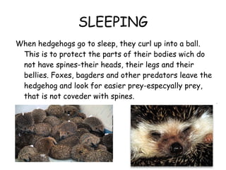 SLEEPING When hedgehogs go to sleep, they curl up into a ball. This is to protect the parts of their bodies wich do not have spines-their heads, their legs and their bellies. Foxes, bagders and other predators leave the hedgehog and look for easier prey-especyally prey, that is not coveder with spines. 
