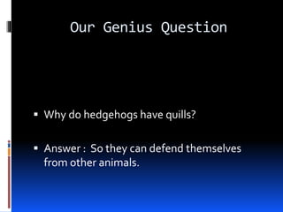Our Genius Question
 Why do hedgehogs have quills?
 Answer : So they can defend themselves
from other animals.
 