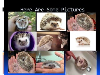 Here Are Some Pictures
 