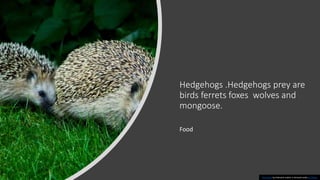 Hedgehogs .Hedgehogs prey are
birds ferrets foxes wolves and
mongoose.
Food
This Photo by Unknown author is licensed under CC BY-SA.
 