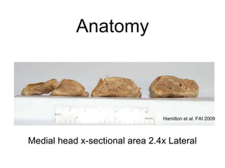 Anatomy
Hamilton et al. FAI 2009
Medial head x-sectional area 2.4x Lateral
 