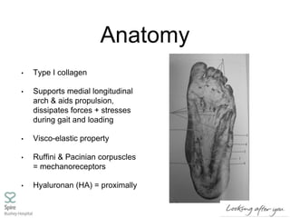 Anatomy
• Type I collagen
• Supports medial longitudinal
arch & aids propulsion,
dissipates forces + stresses
during gait and loading
• Visco-elastic property
• Ruffini & Pacinian corpuscles
= mechanoreceptors
• Hyaluronan (HA) = proximally
 