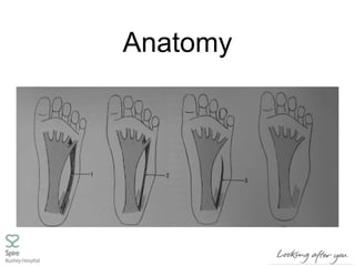 Anatomy
 