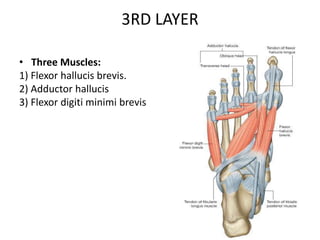 3RD LAYER
• Three Muscles:
1) Flexor hallucis brevis.
2) Adductor hallucis
3) Flexor digiti minimi brevis
 