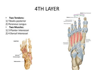 4TH LAYER
• Two Tendons:
1) Tibialis posterior
2) Peroneus Longus
• Two Muscles:
1) 3 Planter Interossei
2) 4 Dorsal Interossei
 