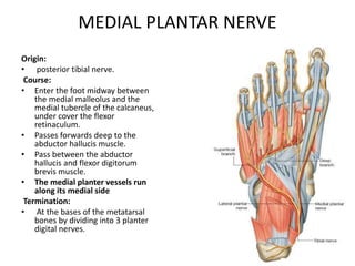 MEDIAL PLANTAR NERVE
Origin:
• posterior tibial nerve.
Course:
• Enter the foot midway between
the medial malleolus and the
medial tubercle of the calcaneus,
under cover the flexor
retinaculum.
• Passes forwards deep to the
abductor hallucis muscle.
• Pass between the abductor
hallucis and flexor digitorum
brevis muscle.
• The medial planter vessels run
along its medial side
Termination:
• At the bases of the metatarsal
bones by dividing into 3 planter
digital nerves.
 