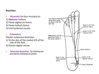 Branches:
• Muscular (to four muscles) to:
1) Abductor hallucis.
2) Flexor digitorum brevis.
3) Flexor hallucis brevis
4) First lumbrical muscle
• Cutaneous:
Planter cutaneous branches:
1) To the skin of the medial 2/3 of the
sole of the foot.
2) Planter digital nerves
• Articular branches: To intertarsal
and tarso-metatarsal joints
 