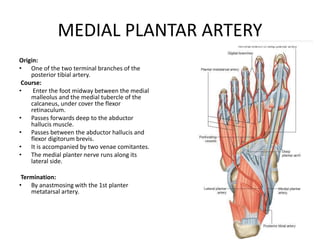 MEDIAL PLANTAR ARTERY
Origin:
• One of the two terminal branches of the
posterior tibial artery.
Course:
• Enter the foot midway between the medial
malleolus and the medial tubercle of the
calcaneus, under cover the flexor
retinaculum.
• Passes forwards deep to the abductor
hallucis muscle.
• Passes between the abductor hallucis and
flexor digitorum brevis.
• It is accompanied by two venae comitantes.
• The medial planter nerve runs along its
lateral side.
Termination:
• By anastmosing with the 1st planter
metatarsal artery.
 