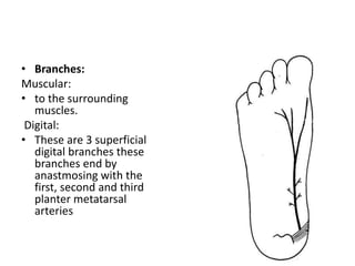 • Branches:
Muscular:
• to the surrounding
muscles.
Digital:
• These are 3 superficial
digital branches these
branches end by
anastmosing with the
first, second and third
planter metatarsal
arteries
 