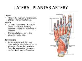 LATERAL PLANTAR ARTERY
Origin:
• One of the two terminal branches
of the posterior tibial artery.
Course:
• At first between the 1st and 2nd
layers, then curves medially
between the 3rd and 4th layers of
the sole.
• The lateral planter nerve lies
along its medial side.
Termination:
• Turns medially with the deep
branch of the lateral planter nerve
with slight forward convexity to
from the plantar arch between
the 3rd & 4th layers of muscles
 