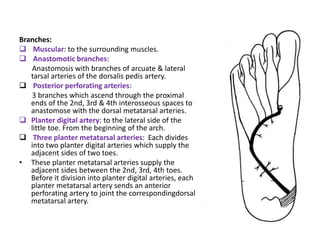 Branches:
 Muscular: to the surrounding muscles.
 Anastomotic branches:
Anastomosis with branches of arcuate & lateral
tarsal arteries of the dorsalis pedis artery.
 Posterior perforating arteries:
3 branches which ascend through the proximal
ends of the 2nd, 3rd & 4th interosseous spaces to
anastomose with the dorsal metatarsal arteries.
 Planter digital artery: to the lateral side of the
little toe. From the beginning of the arch.
 Three planter metatarsal arteries: Each divides
into two planter digital arteries which supply the
adjacent sides of two toes.
• These planter metatarsal arteries supply the
adjacent sides between the 2nd, 3rd, 4th toes.
Before it division into planter digital arteries, each
planter metatarsal artery sends an anterior
perforating artery to joint the correspondingdorsal
metatarsal artery.
 