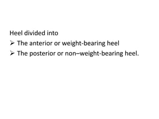 Heel divided into
 The anterior or weight-bearing heel
 The posterior or non–weight-bearing heel.
 