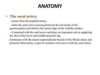 ANATOMY
• The sural artery
- Issues from the popliteal artery .
- Joins the sural nerve coursing between the two heads of the
gastrocnemius and follows the lateral edge of the Achilles tendon.
- Connected with the sural nerve and plays an important role in supplying
the skin of the lower and middle posterior leg.
- Terminates with the lateral supramalleolar branch of the fibular artery and
posterior tibial artery. A pair of comitant veins travel with the sural artery.
 