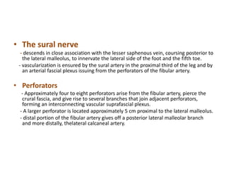 • The sural nerve
- descends in close association with the lesser saphenous vein, coursing posterior to
the lateral malleolus, to innervate the lateral side of the foot and the fifth toe.
- vascularization is ensured by the sural artery in the proximal third of the leg and by
an arterial fascial plexus issuing from the perforators of the fibular artery.
• Perforators
- Approximately four to eight perforators arise from the fibular artery, pierce the
crural fascia, and give rise to several branches that join adjacent perforators,
forming an interconnecting vascular suprafascial plexus.
- A larger perforator is located approximately 5 cm proximal to the lateral malleolus.
- distal portion of the fibular artery gives off a posterior lateral malleolar branch
and more distally, thelateral calcaneal artery.
 
