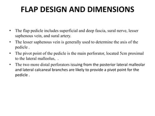 FLAP DESIGN AND DIMENSIONS
• The flap pedicle includes superficial and deep fascia, sural nerve, lesser
saphenous vein, and sural artery.
• The lesser saphenous vein is generally used to determine the axis of the
pedicle .
• The pivot point of the pedicle is the main perforator, located 5cm proximal
to the lateral malleolus, .
• The two more distal perforators issuing from the posterior lateral malleolar
and lateral calcaneal branches are likely to provide a pivot point for the
pedicle .
 