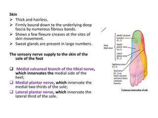 Skin
 Thick and hairless.
 Firmly bound down to the underlying deep
fascia by numerous fibrous bands.
 Shows a few flexure creases at the sites of
skin movement.
 Sweat glands are present in large numbers.
The sensory nerve supply to the skin of the
sole of the foot
 Medial calcaneal branch of the tibial nerve,
which innervates the medial side of the
heel;
 Medial plantar nerve, which innervate the
medial two thirds of the sole;
 Lateral plantar nerve, which innervate the
lateral third of the sole.
 