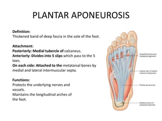 PLANTAR APONEUROSIS
Definition:
Thickened band of deep fascia in the sole of the foot.
Attachment:
Posteriorly: Medial tubercle of calcaneus.
Anteriorly: Divides into 5 slips which pass to the 5
toes.
On each side: Attached to the metatarsal bones by
medial and lateral intermuscular septa.
Functions:
Protects the underlying nerves and
vessels.
Maintains the longitudinal arches of
the foot.
 