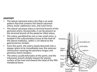 ANATOMY
• The lateral calcaneal artery skin flap is an axial-
pattern flap that contains the lateral calcaneal
artery, lesser saphenous vein, and sural nerve .
• The lateral calcaneal artery is terminal branch of the
peroneal artery. Occasionally, it can be present as
the terminal branch of the posterior tibial artery.
• The artery, paralleled by one or two small veins, is
located in the subcutaneous tissue at the level of
the lateral malleolus, within 1 cm lateral to the
gastrocnemius tendon.
• From this point, the artery slowly descends into a
deeper plane to lie immediately over the extensor
retinaculum covering the peroneus longus and
peroneus brevis tendons.
• The artery usually bifurcates at this point, and the
tributaries branch distally toward the plantar
surface of the heel and toward the head of the fifth
metatarsal bone.
 
