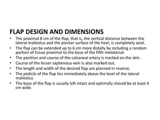 FLAP DESIGN AND DIMENSIONS
• The proximal 8 cm of the flap, that is, the vertical distance between the
lateral malleolus and the plantar surface of the heel, is completely axial.
• The flap can be extended up to 6 cm more distally by including a random
portion of tissue proximal to the base of the fifth metatarsal.
• The position and course of the calcaneal artery is marked on the skin .
• Course of the lesser saphenous vein is also marked out.
• The length and width of the desired flap are planned in reverse.
• The pedicle of the flap lies immediately above the level of the lateral
malleolus.
• The base of the flap is usually left intact and optimally should be at least 4
cm wide.
 