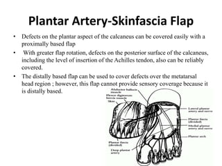 Plantar Artery-Skinfascia Flap
• Defects on the plantar aspect of the calcaneus can be covered easily with a
proximally based flap
• With greater flap rotation, defects on the posterior surface of the calcaneus,
including the level of insertion of the Achilles tendon, also can be reliably
covered.
• The distally based flap can be used to cover defects over the metatarsal
head region ; however, this flap cannot provide sensory coverage because it
is distally based.
 