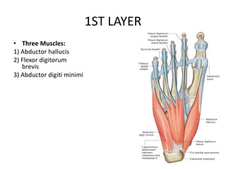 1ST LAYER
• Three Muscles:
1) Abductor hallucis
2) Flexor digitorum
brevis
3) Abductor digiti minimi
 