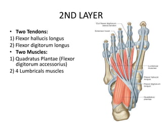 2ND LAYER
• Two Tendons:
1) Flexor hallucis longus
2) Flexor digitorum longus
• Two Muscles:
1) Quadratus Plantae (Flexor
digitorum accessorius)
2) 4 Lumbricals muscles
 