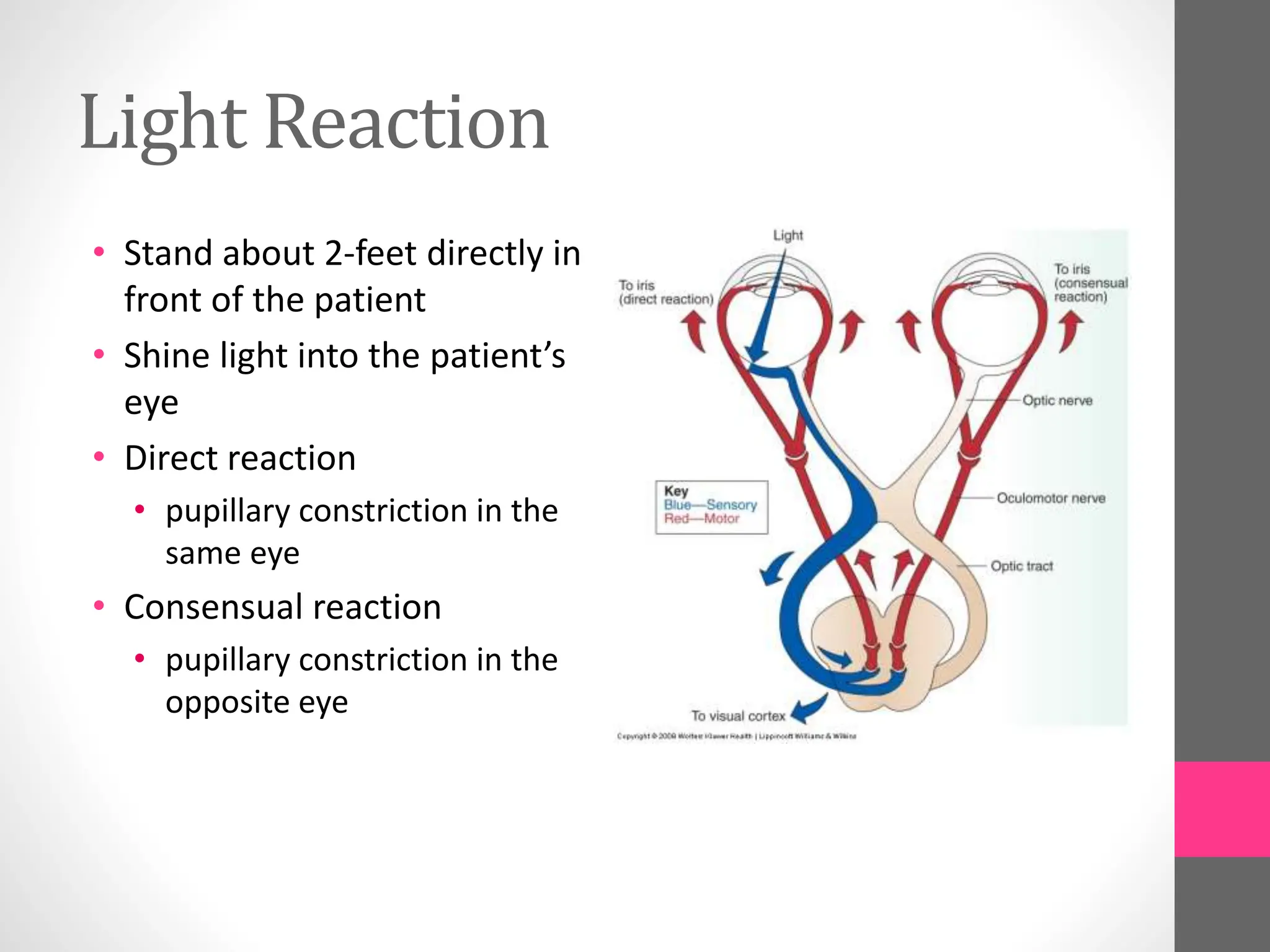 Light Reaction
• Stand about 2-feet directly in
front of the patient
• Shine light into the patient’s
eye
• Direct reaction
• pupillary constriction in the
same eye
• Consensual reaction
• pupillary constriction in the
opposite eye
 