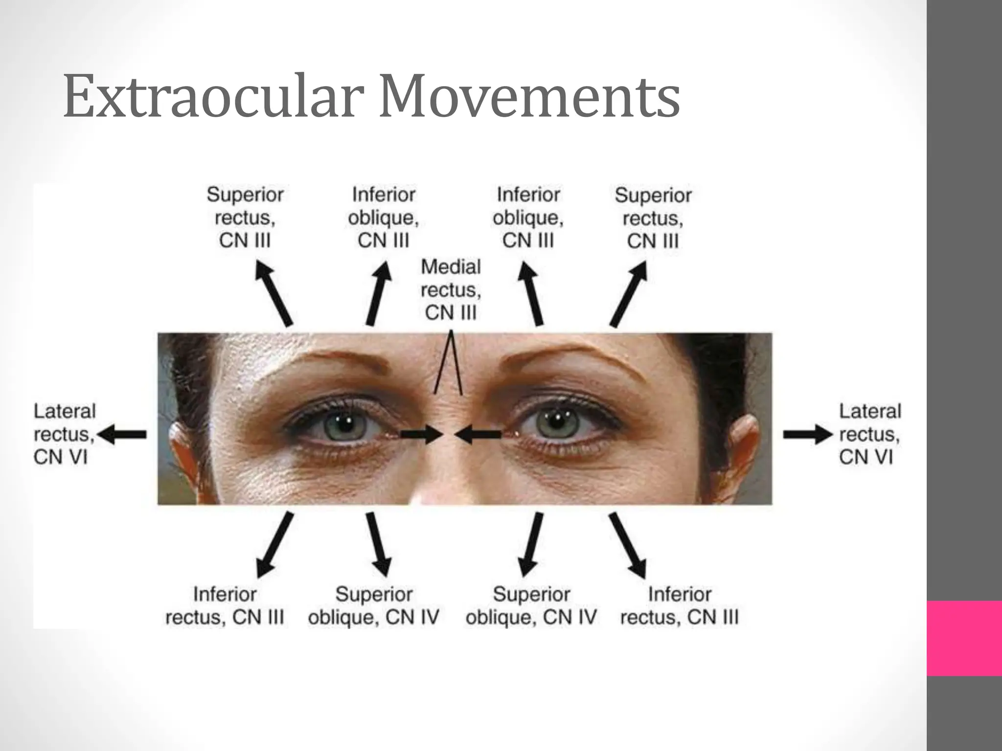Extraocular Movements
 