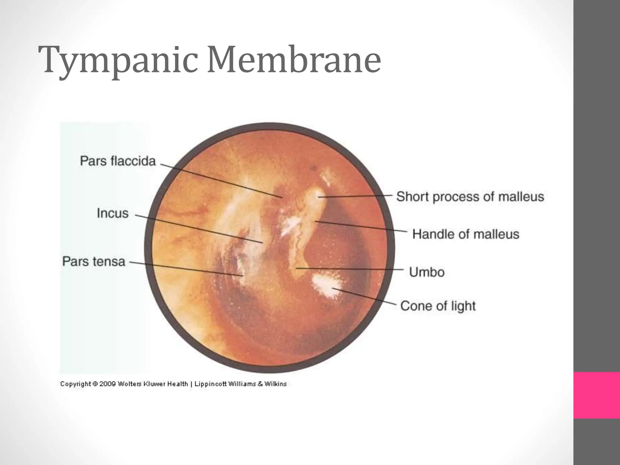 Tympanic Membrane
 