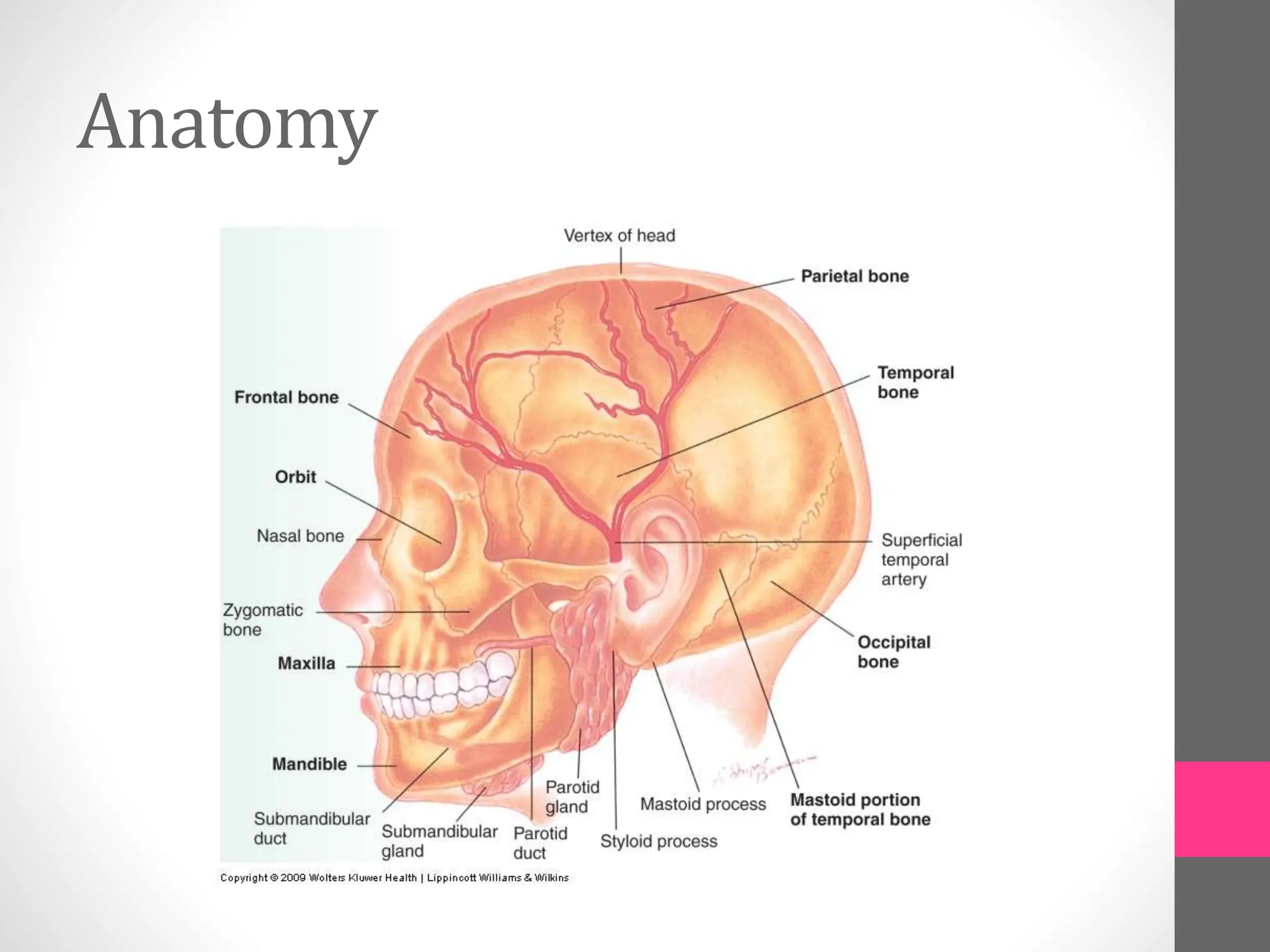 Anatomy
 