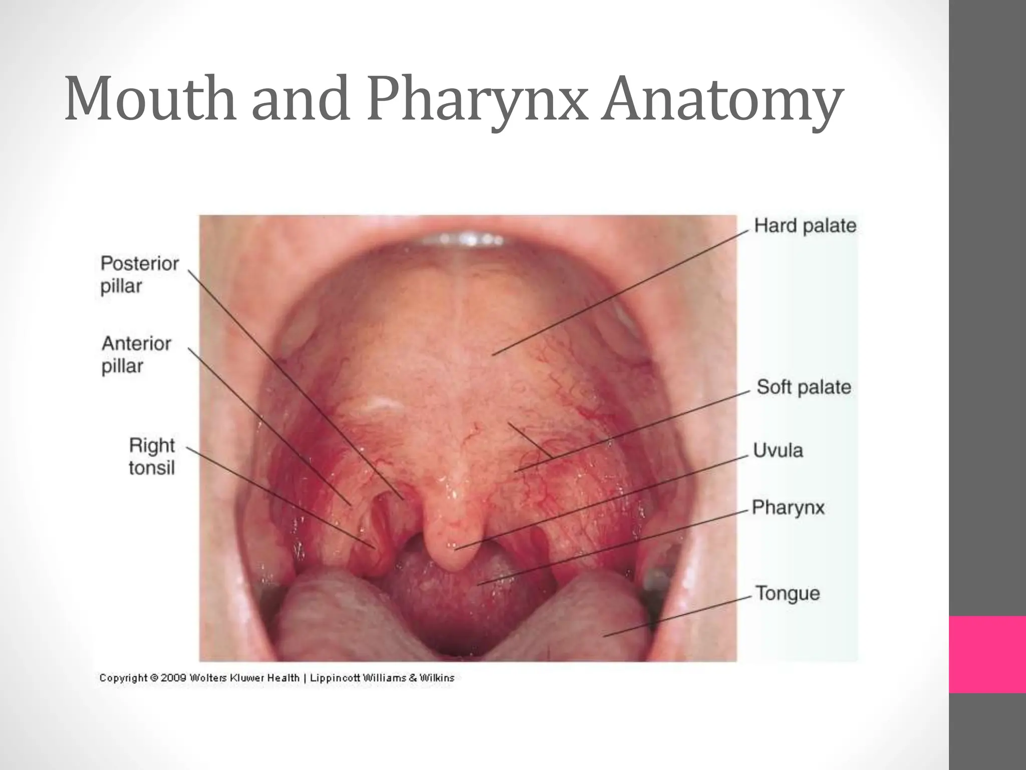 Mouth and Pharynx Anatomy
 