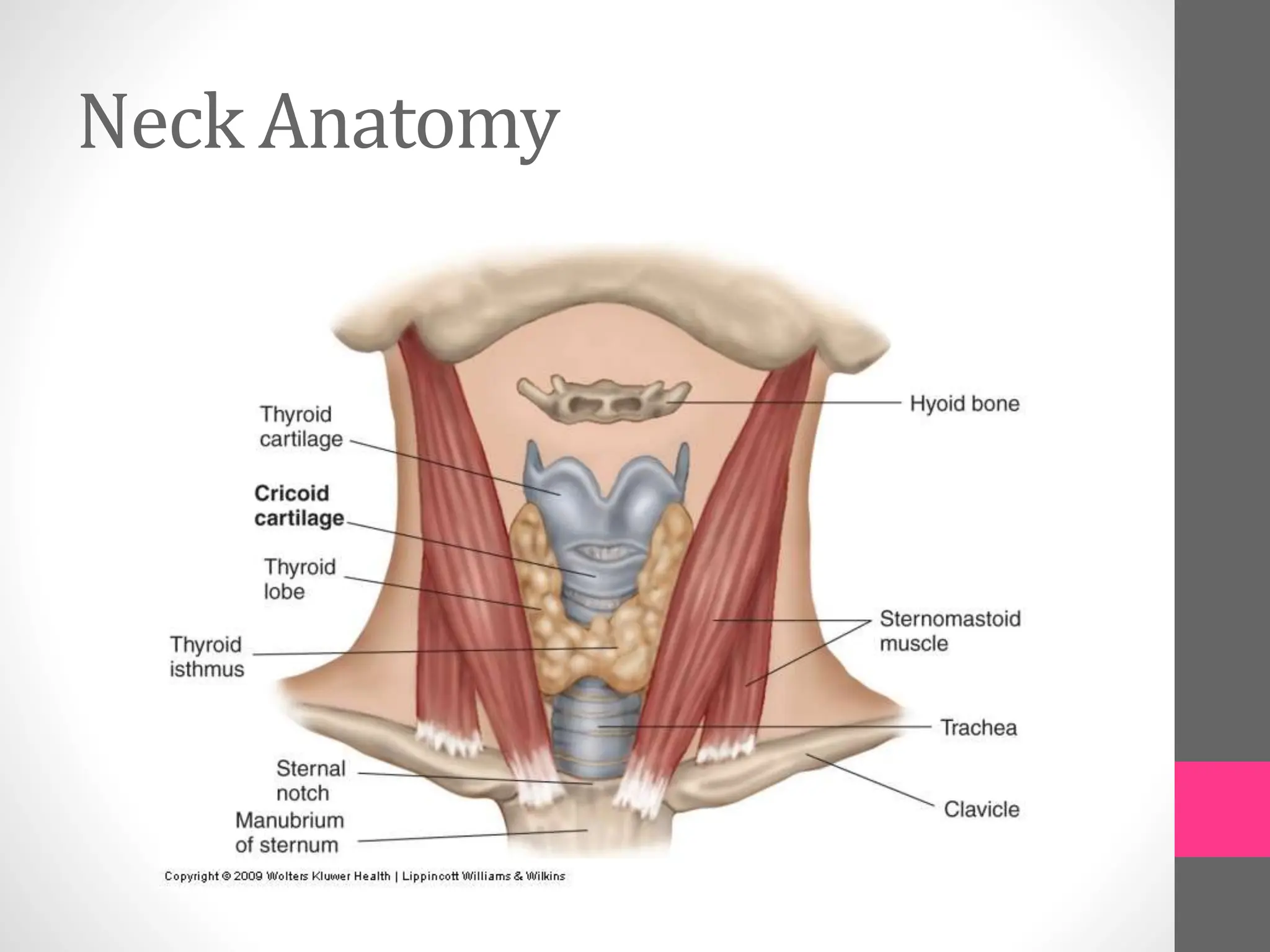 Neck Anatomy
 