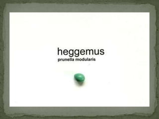 Heggemus powerpoint