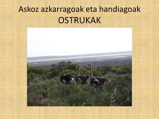 Askoz azkarragoak eta handiagoak
          OSTRUKAK
 