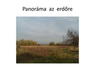 Panoráma az erdőre
 