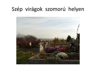 Szép virágok szomorú helyen
 