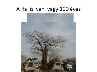 A fa is van vagy 100 éves
 
