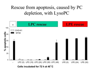 Rescue from apoptosis, caused by PC
                               depletion, with LysoPC

                         -               LPC rescue                              LPE rescue
            100
                             CHO-K1
% apoptotic cells




                              MT58
                    80



                    60



                    40



                    20



                    0
                         -     LPC (0) LPC (16) LPC (24) LPC (30) LPC (48)   LPE (0)   LPE (24)   LPE (30)

                               Cells incubated for 72 h at 40 ° C
 