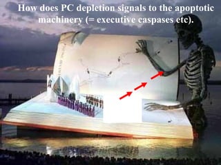 How does PC depletion signals to the apoptotic
   machinery (= executive caspases etc).
 