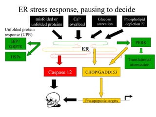 ER stress response, pausing to decide
                 misfolded or       Ca2+             Glucose         Phospholipid
              unfolded proteins   overload          starvation        depletion ??
Unfolded protein
response (UPR)
   BiP /                                                                    PERK
  GRP78
                                        ER
   HSPs
                                                                       Translational
                                                                        attenuation
                       Caspase 12            CHOP/GADD153




                                             Pro-apoptotic targets
 
