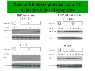 Role of ER stress proteins in the PC
                 depletion induced apoptosis
A              BiP induction                          B       HSP 70 induction
                    C H O -K 1                                   CHO-K1
          33               40                                 33       40
          2     0    4   8        16        24   30           2    0 2 4 8 16 24 30 48


A c tin
                                                      Actin




                    M T 58                                          MT58
          33                     40                           33           40
          24    0    4       8         16    24 30            24 0 2 4 8 16 24 30 48




A c tin                                               Actin
 