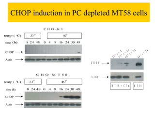 CHOP induction in PC depleted MT58 cells

           °   °

time

                                            0  24    4          24
CHOP
                                         t = t= t= 2        t =
                                     3 3° 33° 40°      4 0°
Actin
                          CH O P



                          A c tin
           °
                                    M T58 + C Tα      M T58
time (h)

CHOP

Actin
 