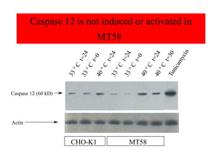 Caspase 12 is not induced or activated in
                                   MT58




                                                                    in
                            4




                                                                    4

                                                                    0
                                          4

                                                     4




                                                                  yc
                        t=2




                                                                 t=2
                                                  t=2




                                                                 t=3
                                 t=0

                                       t=2



                                                  t=0




                                                                am
                       C




                                                         C

                                                              C
                                       C

                                           °C

                                                C
                            °C




                                                            nic
                        °




                                                          °

                                                                 °
                                     °



                                                   °




                                                          Tu
                     33




                                                       40
                                           33




                                                              40
                            33




                                                33
                                  40
Caspase 12 (60 kD)




Actin


                      CHO-K1                      MT58
 