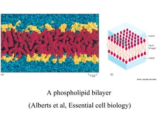 A phospholipid bilayer
(Alberts et al, Essential cell biology)
 