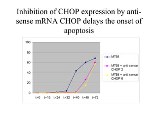Inhibition of CHOP expression by anti-
sense mRNA CHOP delays the onset of
               apoptosis
  100


   80
                                                MT58
   60
                                                MT58 + anti sense
                                                CHOP 2
   40
                                                MT58 + anti sense
                                                CHOP 6
   20


   0
        t=0   t=16 t=24   t=32 t=40 t=48 t=72
 