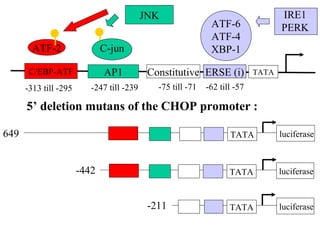 JNK                                     IRE1
                                                              ATF-6                PERK
                                                              ATF-4
        ATF-2                 C-jun                           XBP-1

       C/EBP-ATF              AP1           Constitutive ERSE (i)           TATA

      -313 till -295      -247 till -239      -75 till -71   -62 till -57

      5’ deletion mutans of the CHOP promoter :

649                                                                 TATA           luciferase



                       -442                                         TATA           luciferase


                                            -211                    TATA           luciferase
 