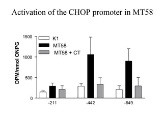 Activation of the CHOP promoter in MT58

                1500     K1
DPM/nmol ONPG




                         MT58
                         MT58 + CT
                1000



                 500



                   0
                       -211          -442   -649
 